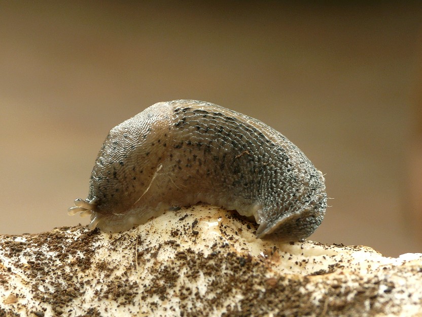 Limax millipunctatus (Forcart) da San Marco in Lamis (FG)